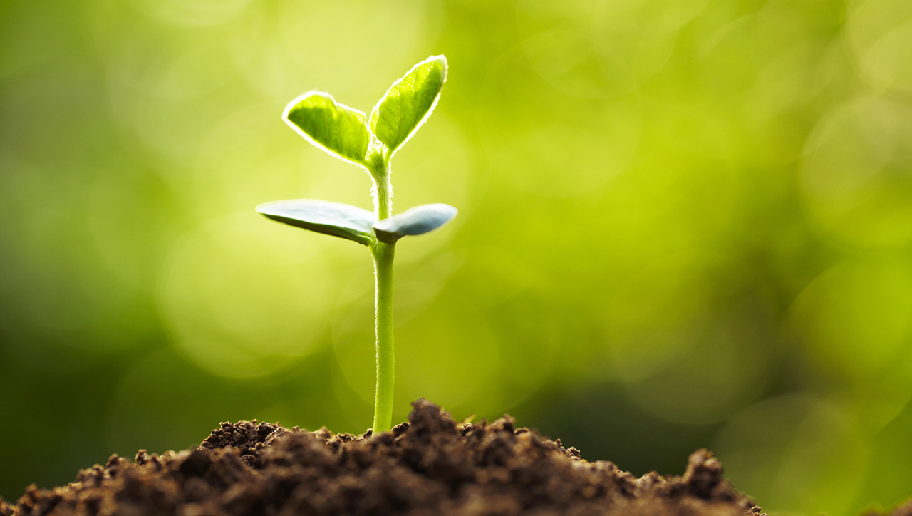 Learn more about industry trends in agriculture with TechAccel A small green sprout with four leaves.